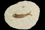 Fossil Fish (Knightia) With Floating Frame Case #109569-1
